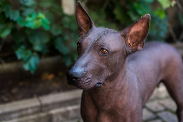 Close up portrait One Mexican hairless dog (xoloitzcuintle, Xolo) on a background of green grass and trees