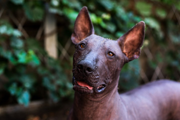Close up portrait One Mexican hairless dog (xoloitzcuintle, Xolo) on a background of green grass and trees