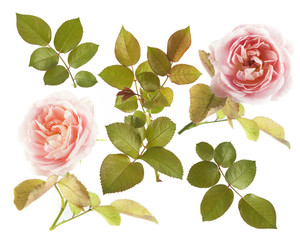 beautiful roses isolated on white background