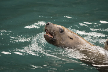 Obraz premium Curious Steller Sea Lion