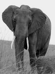 Large Bull Elephant in monochrome looking directly at camera
