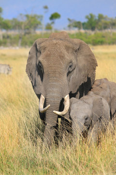 Elephant Matriarch And Her Calf On The Plains Of The Masai Mara, Kenya