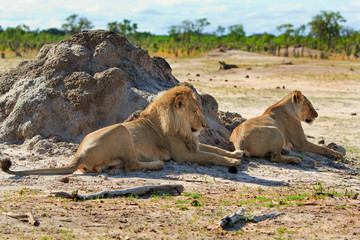 A lion and a lioness resting next to a termite mound after mating in Hwange, Zimbabwe