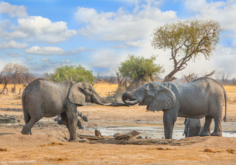 Elephants at a waterhole with trunks extended and a bright blue cloudy sky in Hwange, Zimbabwe