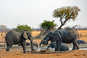 African Elephants drinking at a waterhole with a herd of cape buffalo in the background, Hwange,...