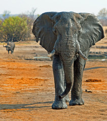 Portrait of a large Bull elephant standing on the Hwange Plains in Zimbabwe
