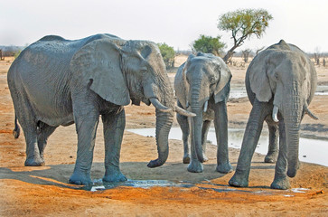 Elephants standing in front of a waterhole at Nehimba, Hwange, Zimbabwe