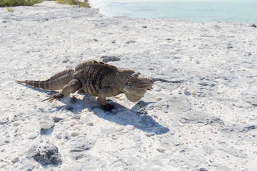 Single iguana on the stone beach