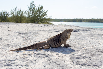 Single iguana on the stone beach