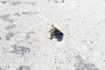 Single iguana on the stone beach