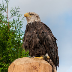 Washington sea eagle sitting on wooden stem