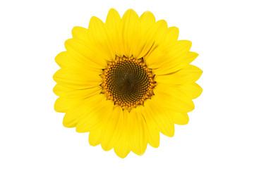 Sonnenblume auf weissem Hintergrund