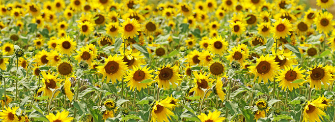 Wunderschöne Sonnenblumen