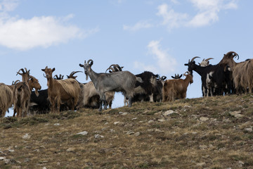 wild goats in the summer mountains of Corsica