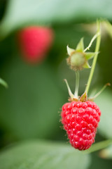 Organic ripe red raspberries on the bush.