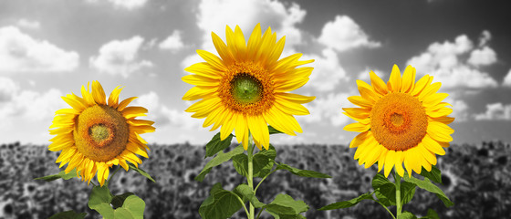 Wunderschöne Sonnenblumen