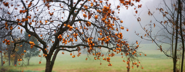 Overview of a persimmon tree, intentionally blurred