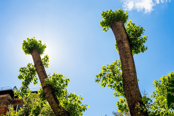 Overgrown and new clipped poplar trunk with fresh foliage