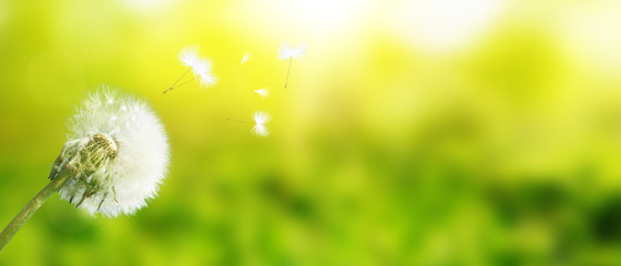 Schöne Pusteblume © Thaut Images