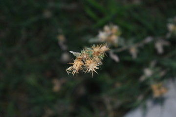 Wild Weeds in Nature