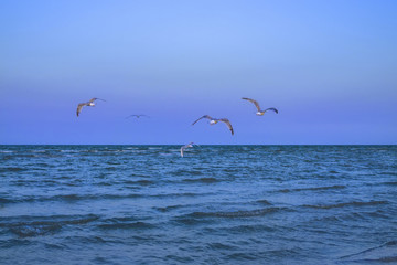 Fototapeta na wymiar Flyings seagulls over the calm sea. Melancholic background
