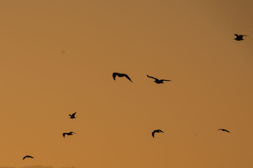 Birds
