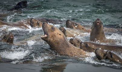 Playing Steller Sea Lions, Glacier Bay