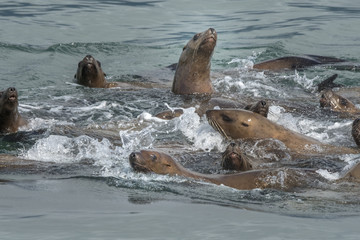 Playing Steller Sea Lions, Glacier Bay