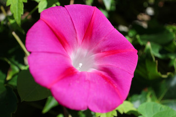 Fototapeta premium アサガオ