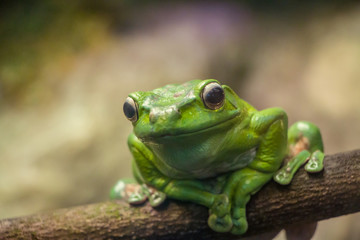 A green frog on a branch closeup