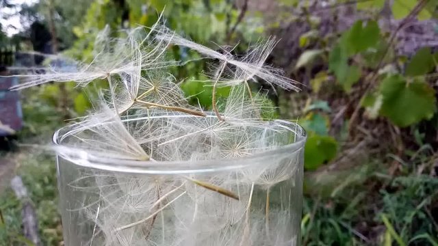 Parachutes Tragopogon in a glass cup.
Video is abstract. Here is shown incompatibility of two objects.