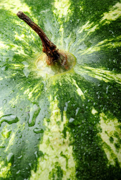 Watermelon.Close up of watermelon skin.Texture.Watermelon with water drops