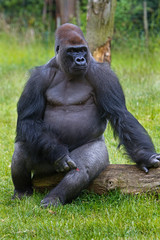Portrait of a silverback western lowland gorilla looking slyly at camera while sitting on a log