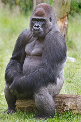 Silverback Western Lowland Gorilla sitting posing while sitting on a log