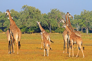 Naklejka na ściany i meble Journey of Giraffes walking across the african Bush in Zambia