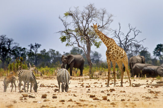 African wildlife scene with Giraffe, Zebra and Elephants on the plains in Hwange, zimbabwe