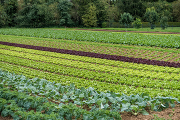 Salat anbauen © focus finder