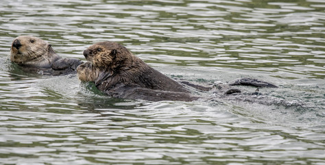 Sea Otter Mom and Baby
