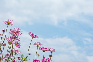 コスモスの花　青空
