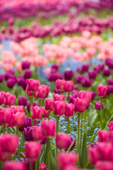 a profusion of spring tulips