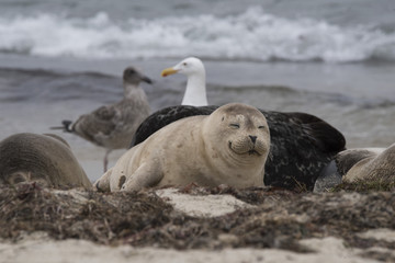 Fototapeta premium Seal 4 La Jolla, Ca