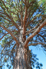 Pine tree stem and branches on blue sky background