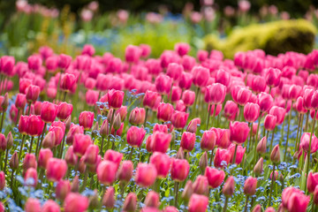 a profusion of spring tulips