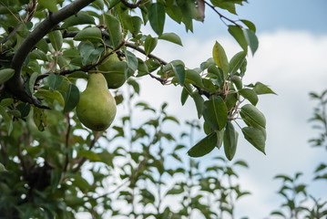 Pear on Tree