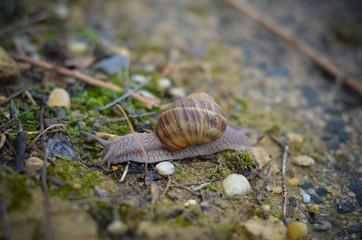 Snail on the wet asphalt