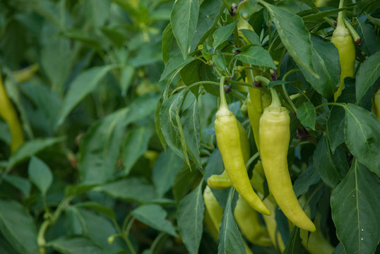 Banana Peppers on Plant