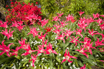 a profusion of spring tulips