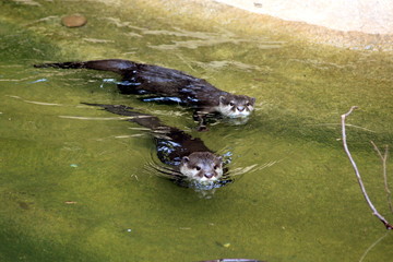 Naklejka premium Pair of Otters in water
