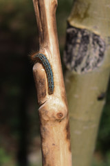 Caterpillar on Stick