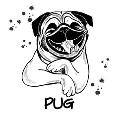 Hand drawn sketch style pug. Vector illustration isolated on white background.